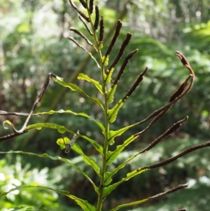 Blechnum minus at Cotter River, ACT - 4 Oct 2017