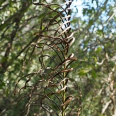 Blechnum minus at Cotter River, ACT - 4 Oct 2017