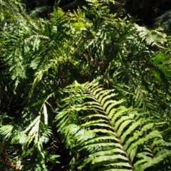 Blechnum minus at Cotter River, ACT - 4 Oct 2017