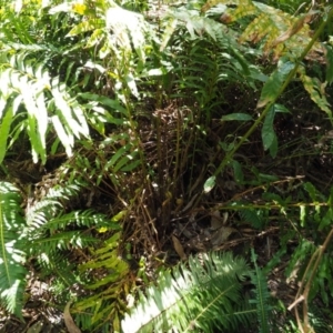 Blechnum minus at Cotter River, ACT - 4 Oct 2017