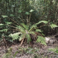 Dicksonia antarctica (Soft Treefern) at Cotter River, ACT - 4 Oct 2017 by KenT
