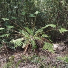 Dicksonia antarctica (Soft Treefern) at Cotter River, ACT - 3 Oct 2017 by KenT