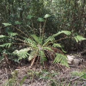 Dicksonia antarctica at Cotter River, ACT - 4 Oct 2017