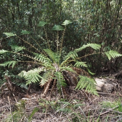 Dicksonia antarctica (Soft Treefern) at Cotter River, ACT - 4 Oct 2017 by KenT
