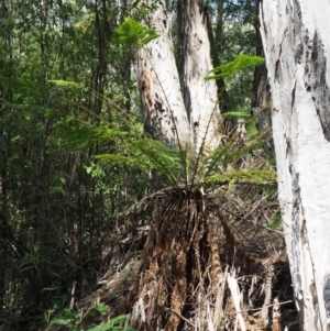 Dicksonia antarctica at Cotter River, ACT - 4 Oct 2017