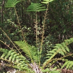 Dicksonia antarctica at Cotter River, ACT - suppressed