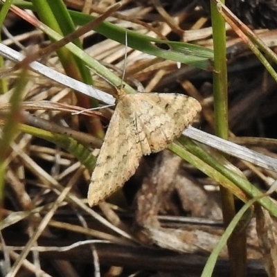 Scopula rubraria (Reddish Wave, Plantain Moth) at Paddys River, ACT - 1 Nov 2017 by JohnBundock