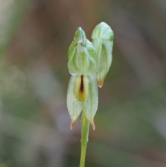 Bunochilus montanus (Montane Leafy Greenhood) at Cotter River, ACT - 1 Oct 2017 by KenT