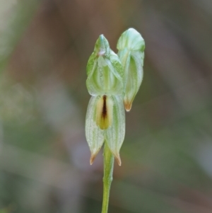 Bunochilus montanus (ACT) = Pterostylis jonesii (NSW) at Cotter River, ACT - 2 Oct 2017