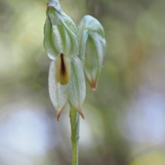 Bunochilus montanus (ACT) = Pterostylis jonesii (NSW) at Cotter River, ACT - 2 Oct 2017