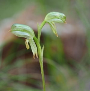 Bunochilus montanus (ACT) = Pterostylis jonesii (NSW) at Cotter River, ACT - 2 Oct 2017