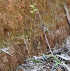 Bunochilus montanus (ACT) = Pterostylis jonesii (NSW) at Cotter River, ACT - 2 Oct 2017