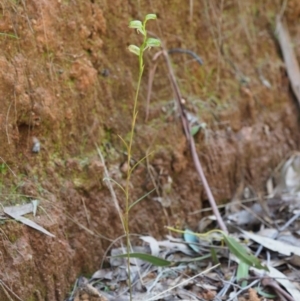 Bunochilus montanus (ACT) = Pterostylis jonesii (NSW) at Cotter River, ACT - 2 Oct 2017