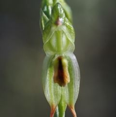 Bunochilus montanus (ACT) = Pterostylis jonesii (NSW) (Montane Leafy Greenhood) at Cotter River, ACT - 4 Oct 2017 by KenT