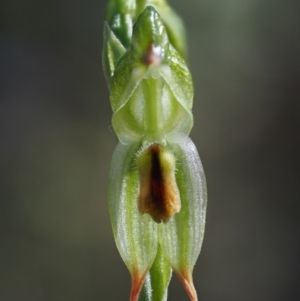 Bunochilus montanus (ACT) = Pterostylis jonesii (NSW) at Cotter River, ACT - 4 Oct 2017