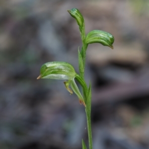 Bunochilus montanus (ACT) = Pterostylis jonesii (NSW) at Cotter River, ACT - 4 Oct 2017