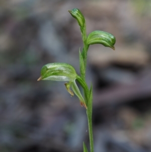 Bunochilus montanus at Cotter River, ACT - 4 Oct 2017