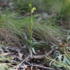 Bunochilus montanus (ACT) = Pterostylis jonesii (NSW) at Cotter River, ACT - 4 Oct 2017