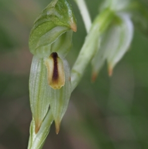 Bunochilus montanus (ACT) = Pterostylis jonesii (NSW) at Cotter River, ACT - 4 Oct 2017