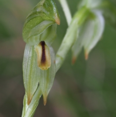 Bunochilus montanus (ACT) = Pterostylis jonesii (NSW) (Montane Leafy Greenhood) at Cotter River, ACT - 4 Oct 2017 by KenT