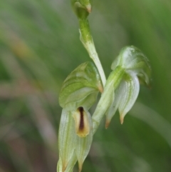 Bunochilus montanus (ACT) = Pterostylis jonesii (NSW) at Cotter River, ACT - suppressed