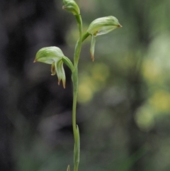 Bunochilus montanus (ACT) = Pterostylis jonesii (NSW) at Cotter River, ACT - 4 Oct 2017