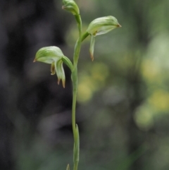 Bunochilus montanus at Cotter River, ACT - 4 Oct 2017