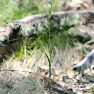 Bunochilus montanus (ACT) = Pterostylis jonesii (NSW) at Cotter River, ACT - 4 Oct 2017