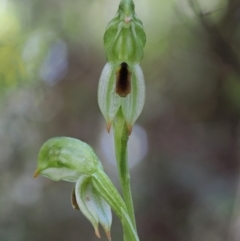 Bunochilus montanus (Montane Leafy Greenhood) at Cotter River, ACT - 20 Oct 2017 by KenT