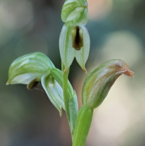 Bunochilus montanus (ACT) = Pterostylis jonesii (NSW) at Cotter River, ACT - 21 Oct 2017