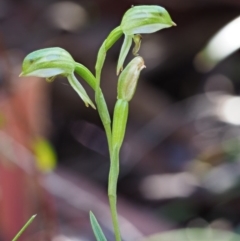 Bunochilus montanus (ACT) = Pterostylis jonesii (NSW) at Cotter River, ACT - 21 Oct 2017