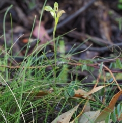 Bunochilus montanus (ACT) = Pterostylis jonesii (NSW) at Cotter River, ACT - 21 Oct 2017