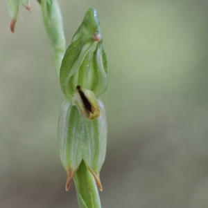 Bunochilus montanus (ACT) = Pterostylis jonesii (NSW) at Uriarra Village, ACT - 21 Oct 2017