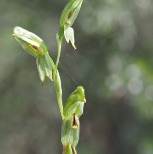 Bunochilus montanus (ACT) = Pterostylis jonesii (NSW) at Uriarra Village, ACT - 21 Oct 2017