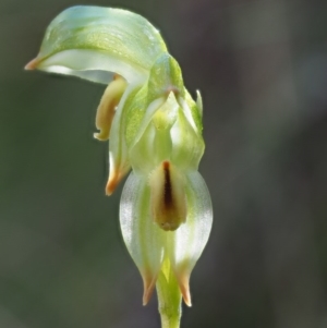 Bunochilus montanus (ACT) = Pterostylis jonesii (NSW) at Cotter River, ACT - 2 Oct 2017