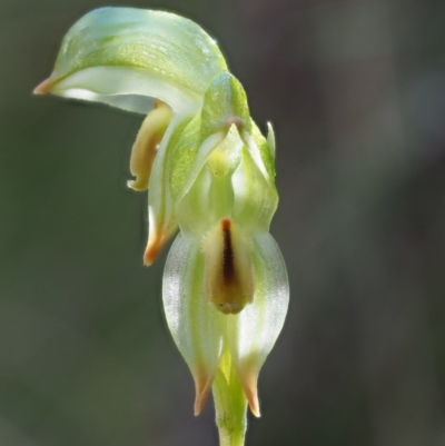 Bunochilus montanus (Montane Leafy Greenhood) at Cotter River, ACT - 2 Oct 2017 by KenT