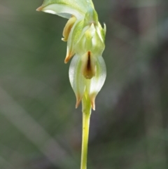 Bunochilus montanus (ACT) = Pterostylis jonesii (NSW) at Cotter River, ACT - 2 Oct 2017