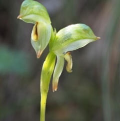 Bunochilus montanus (ACT) = Pterostylis jonesii (NSW) at Cotter River, ACT - 2 Oct 2017