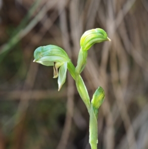 Bunochilus montanus (ACT) = Pterostylis jonesii (NSW) at Cotter River, ACT - 2 Oct 2017