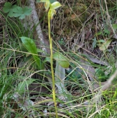 Bunochilus montanus (ACT) = Pterostylis jonesii (NSW) at Cotter River, ACT - 2 Oct 2017