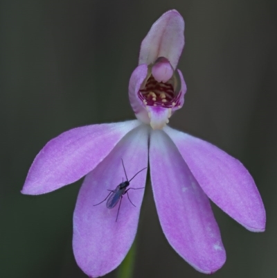 Caladenia carnea (Pink Fingers) at Cotter River, ACT - 20 Oct 2017 by KenT