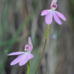 Caladenia carnea at Cotter River, ACT - suppressed