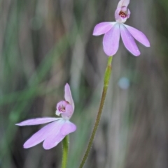 Caladenia carnea at Cotter River, ACT - 21 Oct 2017