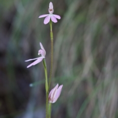 Caladenia carnea at Cotter River, ACT - 21 Oct 2017