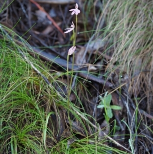 Caladenia carnea at Cotter River, ACT - 21 Oct 2017