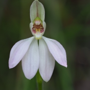 Caladenia carnea at Cotter River, ACT - 21 Oct 2017