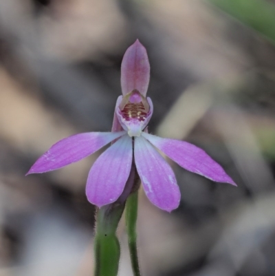 Caladenia carnea (Pink Fingers) at Cotter River, ACT - 21 Oct 2017 by KenT