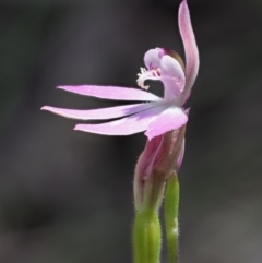 Caladenia carnea at Cotter River, ACT - 21 Oct 2017