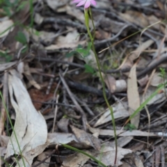 Caladenia carnea at Cotter River, ACT - 21 Oct 2017