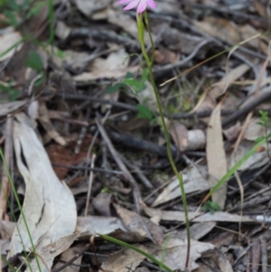 Caladenia carnea at Cotter River, ACT - 21 Oct 2017